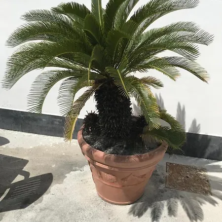 Vincenzo * 托雷德尔格雷科