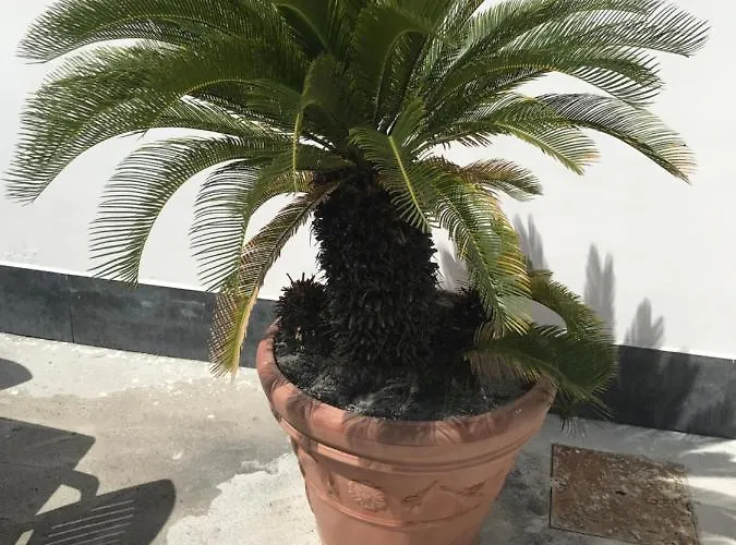 Vincenzo * Torre del Greco